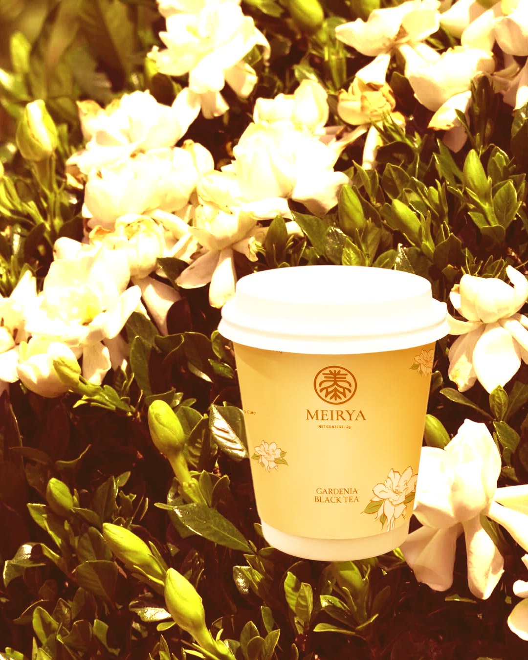 Gardenia Black Tea - Cup Collection
